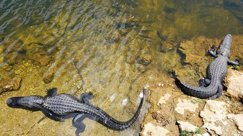 Big Cypress National Preserve alligators: Oasis Visitor Center in Big Cypress National Preserve for where to see alligators in the Everglades of Florida