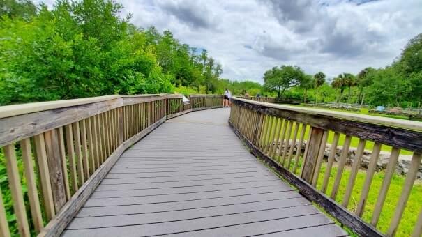 Things to do in Big Cypress National Preserve: HP Williams Wayside park to see alligators in the Everglades of Florida