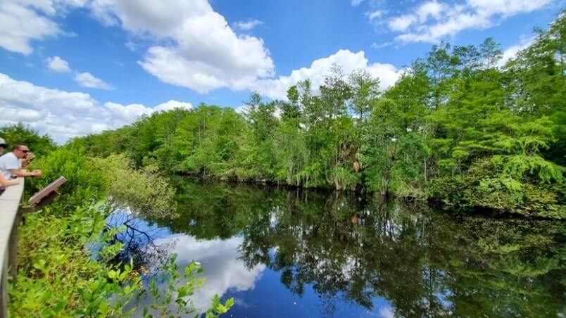 Things to do in Big Cypress National Preserve: HP Williams Wayside park to see alligators in the Everglades of Florida