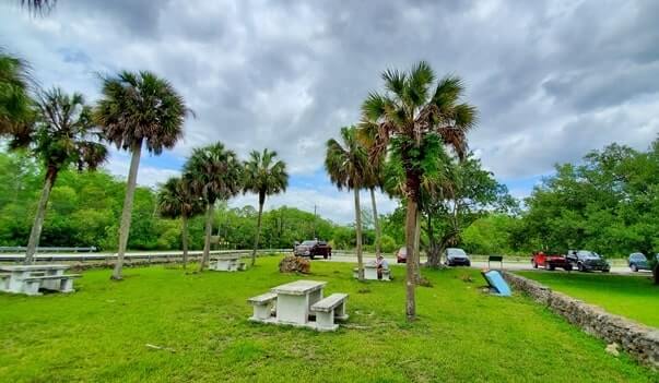 Things to do in Big Cypress National Preserve: HP Williams Wayside park to see alligators in the Everglades of Florida