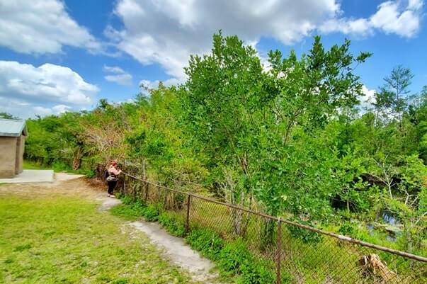 Things to do in Big Cypress National Preserve: HP Williams Wayside park to see alligators in the Everglades of Florida