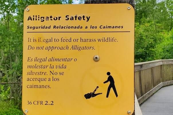 Things to do in Big Cypress National Preserve: HP Williams Wayside park to see alligators in the Everglades of Florida