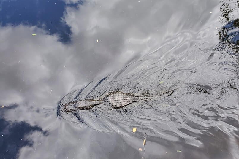 Big Cypress National Preserve alligators: HP Williams Wayside park for where to see alligators in the Everglades of Florida