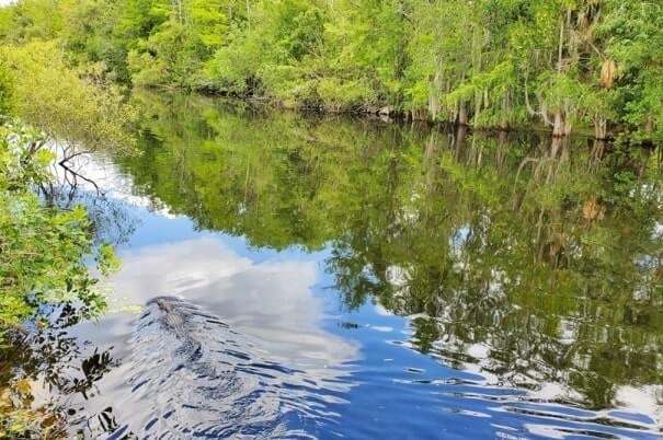 Big Cypress National Preserve alligators: HP Williams Wayside park for where to see alligators in the Everglades of Florida