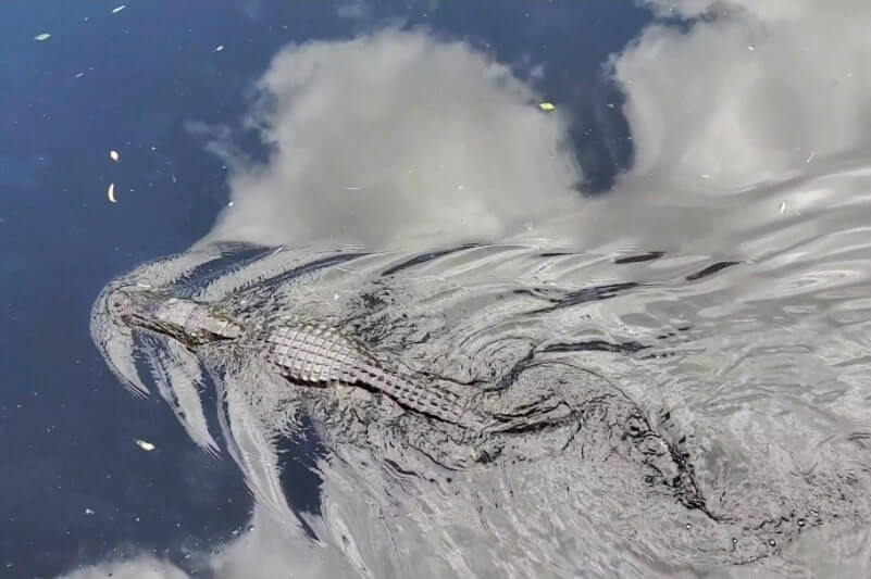 Big Cypress National Preserve alligators: HP Williams Wayside park for where to see alligators in the Everglades of Florida
