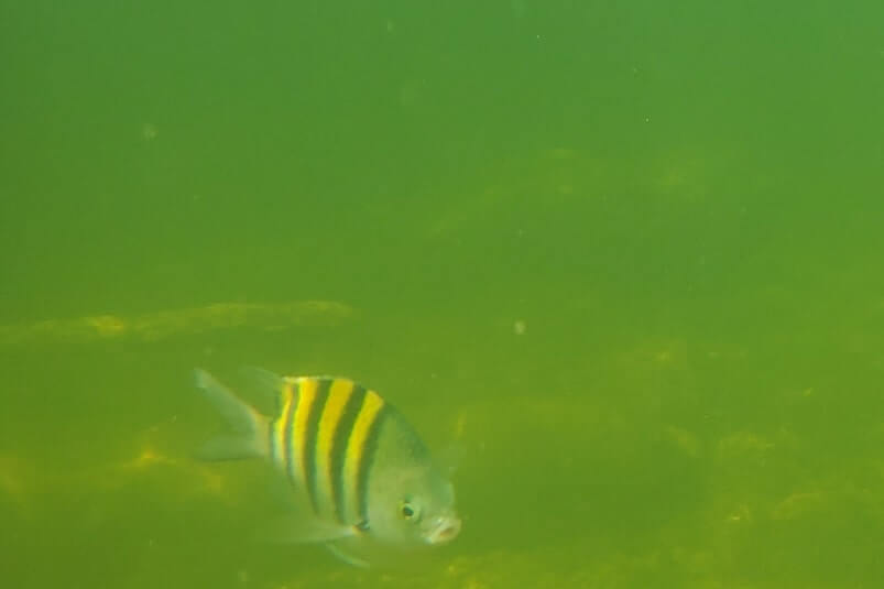 cannon beach snorkeling. key largo shipwreck snorkeling. florida keys shipwreck snorkeling. john pennekamp state park shipwreck snorkeling