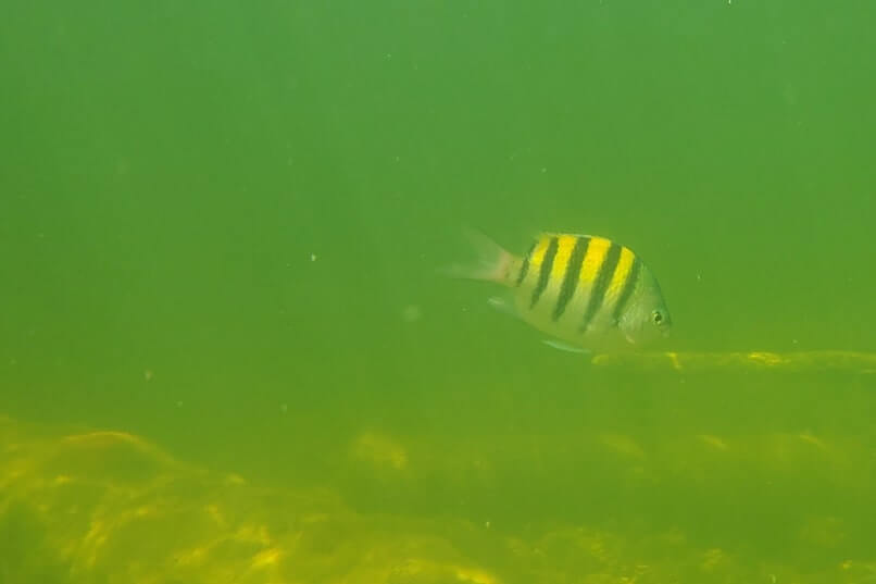 cannon beach snorkeling. key largo shipwreck snorkeling. florida keys shipwreck snorkeling. john pennekamp state park shipwreck snorkeling