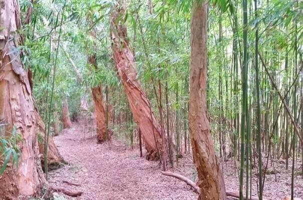 Things to do in East Maui: waikamoi nature trail