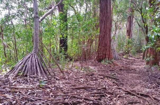 Things to do in East Maui: waikamoi nature trail