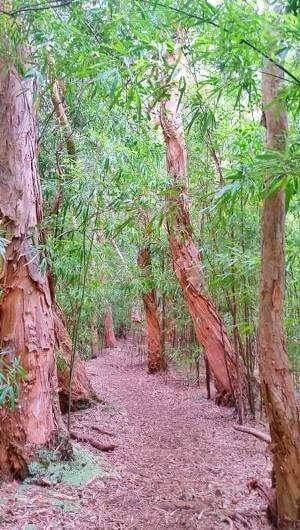 Things to do in East Maui: waikamoi nature trail