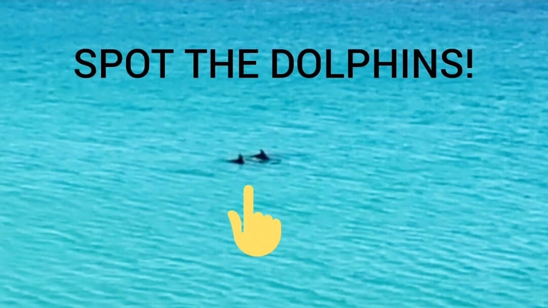 Navarre Beach dolphins. Florida Panhandle dolphins. florida dolphins gulf coast