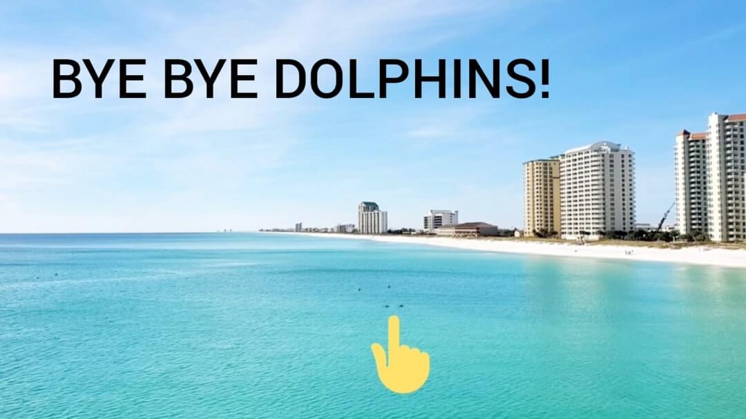 Navarre Beach dolphins. Florida Panhandle dolphins. florida dolphins gulf coast