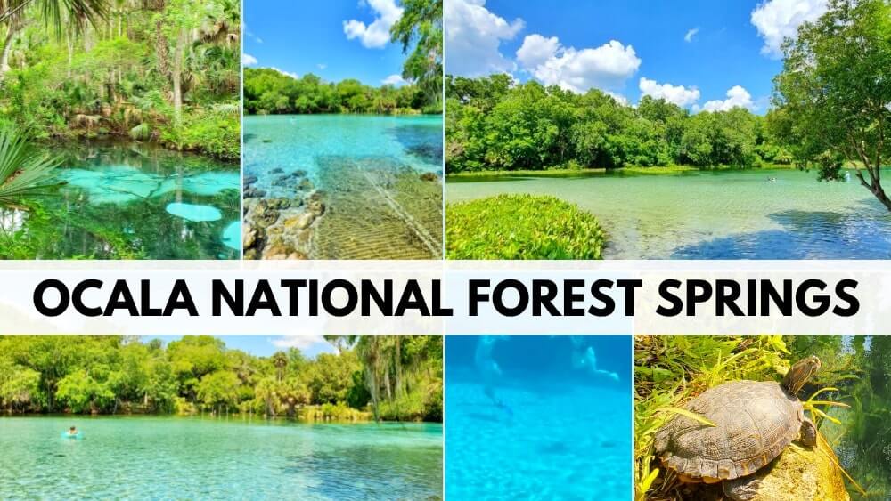 Best Ocala National Forest springs. Ocala National Forest swimming. Best springs in Florida. Prettiest springs in Ocala National Forest. Prettiest springs in Florida. florida travel blog