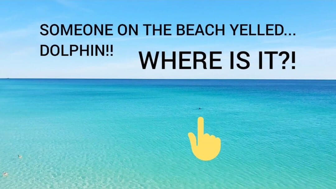 where to see Navarre Beach dolphins. where to see dolphins in the Florida Panhandle. florida dolphins gulf coast