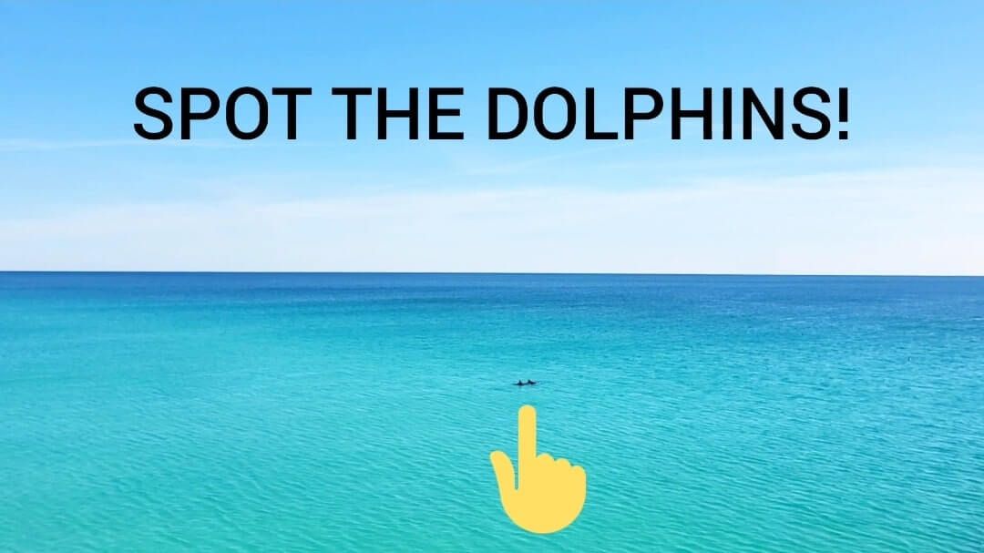 where to see Navarre Beach dolphins. where to see dolphins in the Florida Panhandle. florida dolphins gulf coast