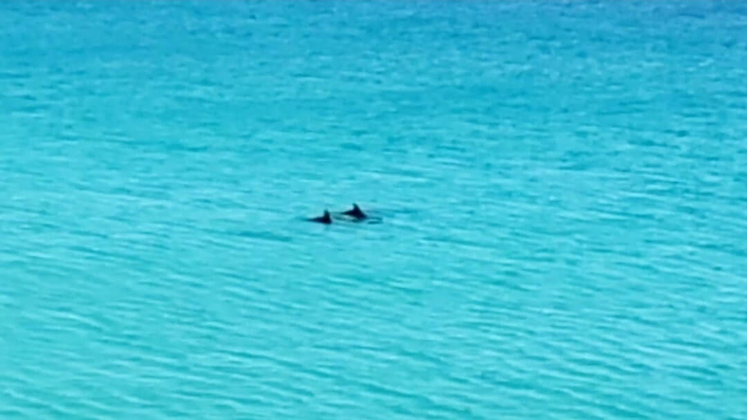 where to see Navarre Beach dolphins. where to see dolphins in the Florida Panhandle. florida dolphins gulf coast