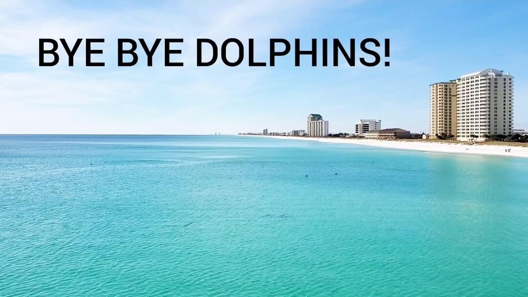 where to see Navarre Beach dolphins. where to see dolphins in the Florida Panhandle. florida dolphins gulf coast