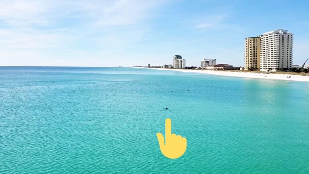 where to see Navarre Beach dolphins. where to see dolphins in the Florida Panhandle. florida dolphins gulf coast