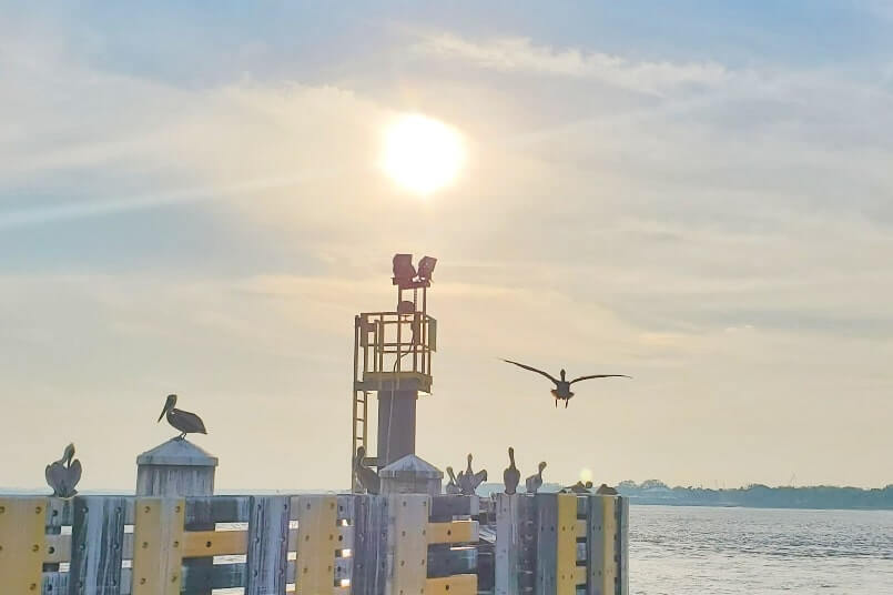 waiting for mayport ferry departure. mayport ferry pelicans