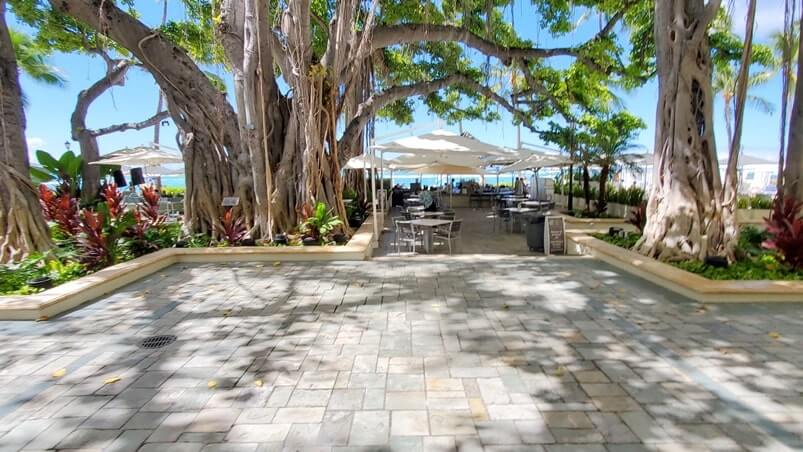 how to get to moana surfrider banyan tree