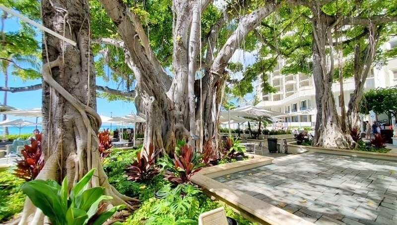 moana surfrider courtyard. moana surfrider banyan tree. waikiki beach. oahu. honolulu. hawaii