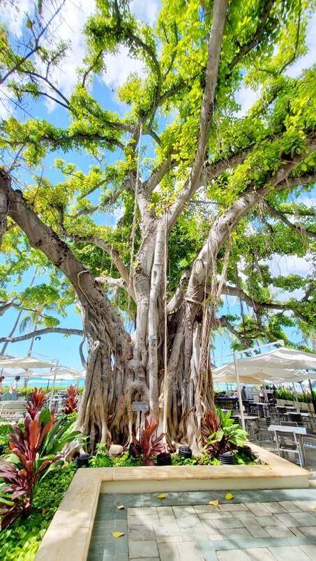 moana banyan tree at moana surfrider courtyard. waikiki beach. oahu. honolulu. hawaii