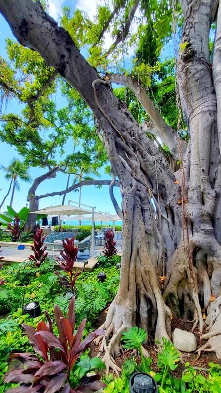 moana banyan tree at moana courtyard. waikiki beach. oahu. honolulu. hawaii