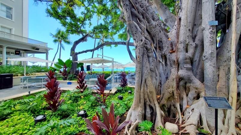 moana surfrider courtyard. moana surfrider banyan tree. waikiki beach. oahu. honolulu. hawaii