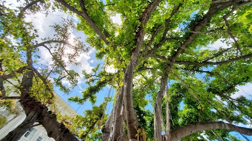 moana surfrider banyan tree at moana surfrider courtyard. waikiki beach. oahu. honolulu. hawaii