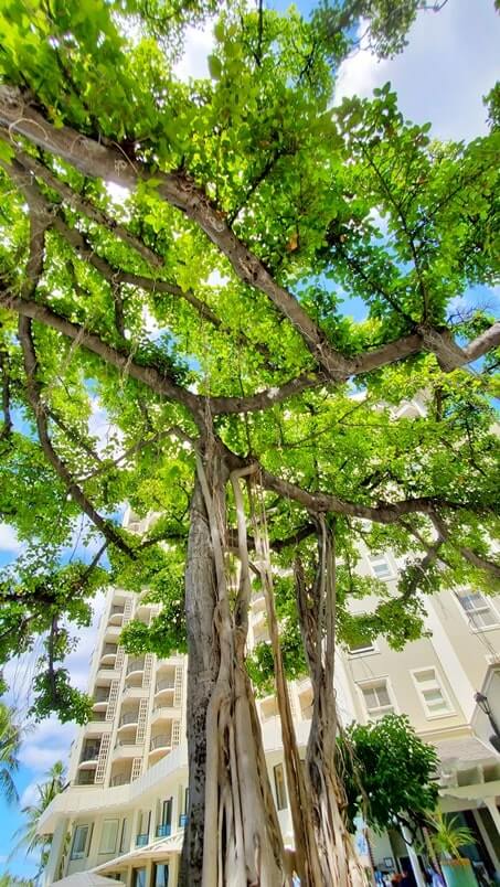 moana banyan tree at moana surfrider courtyard. waikiki beach. oahu. honolulu. hawaii