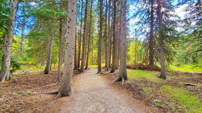 spearfish falls trail pine trees in spearfish canyon, black hills