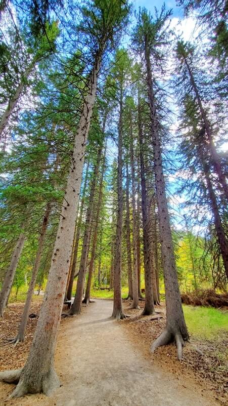 spearfish falls trail pine trees in spearfish canyon, black hills