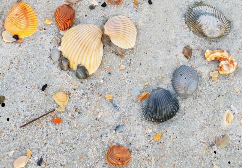 amelia island beach shelling