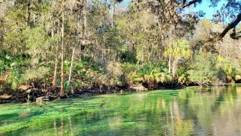 Fun Orlando Florida day trip to see manatees in Blue Spring State Park ...