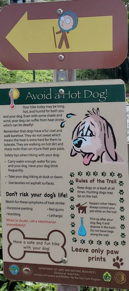 lanikai pillbox hike trailhead dog hiking tips