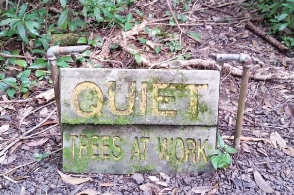 waikamoi nature trail: quiet road to hana hikes