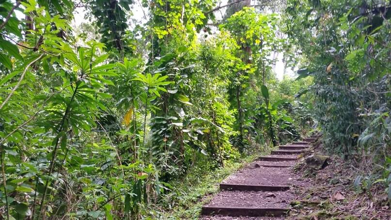 waikamoi nature trail: road to hana hikes