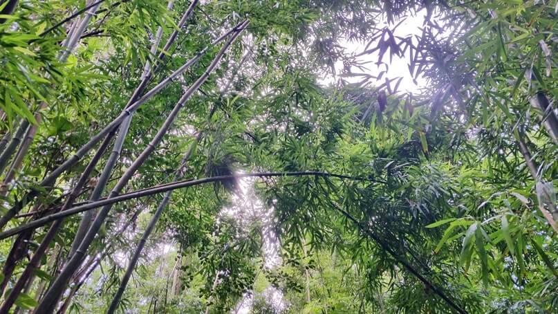 waikamoi nature trail: road to hana bamboo forest hikes. maui bamboo forest
