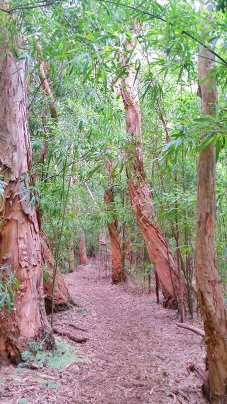 waikamoi nature trail: road to hana hikes