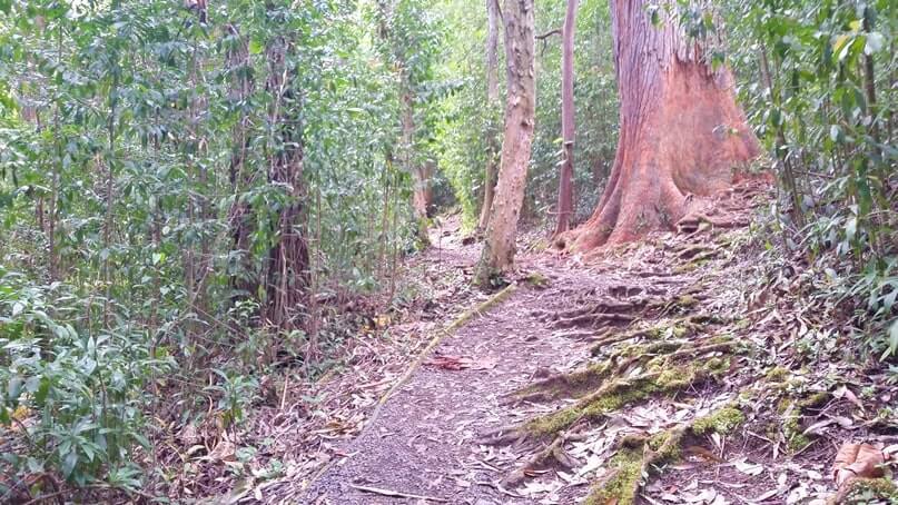 waikamoi nature trail. waikamoi ridge trail