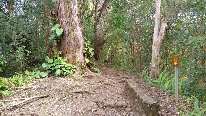 waikamoi nature trail. waikamoi ridge trail
