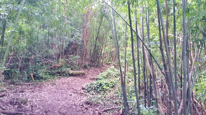 waikamoi nature trail. waikamoi ridge trail. road to hana bamboo forest. maui bamboo forest