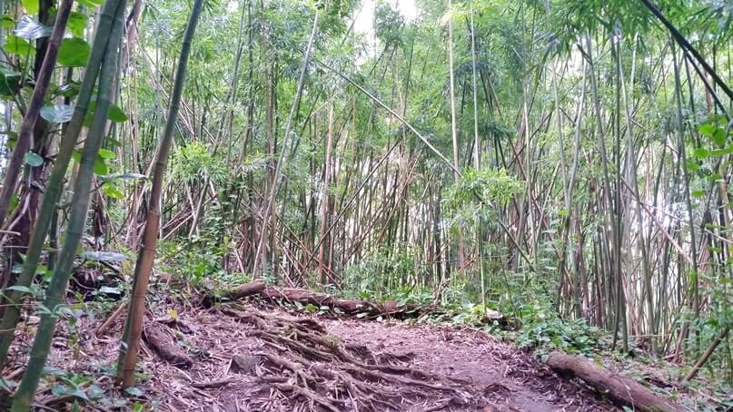 waikamoi nature trail. waikamoi ridge trail. road to hana bamboo forest. maui bamboo forest
