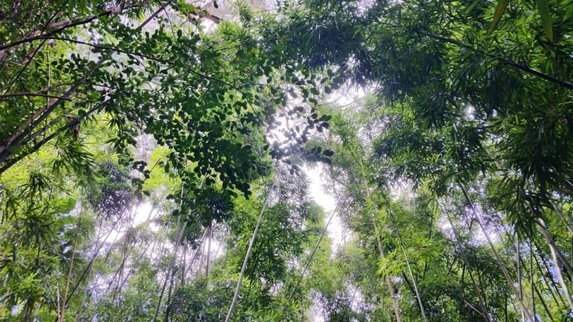 waikamoi nature trail. waikamoi ridge trail. road to hana bamboo forest. maui bamboo forest