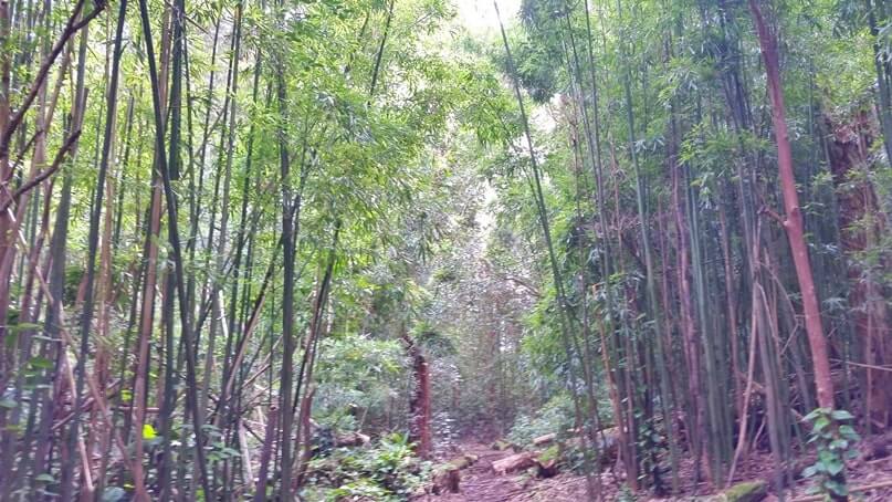 waikamoi nature trail. waikamoi ridge trail. road to hana bamboo forest. maui bamboo forest