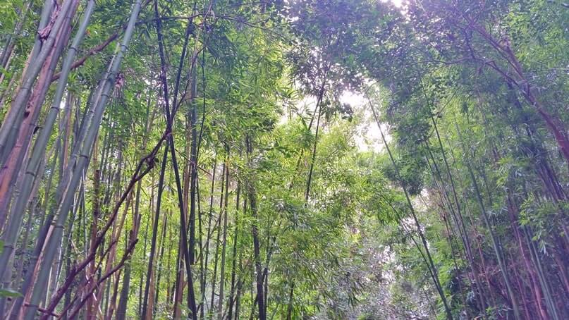waikamoi nature trail. waikamoi ridge trail. road to hana bamboo forest. maui bamboo forest
