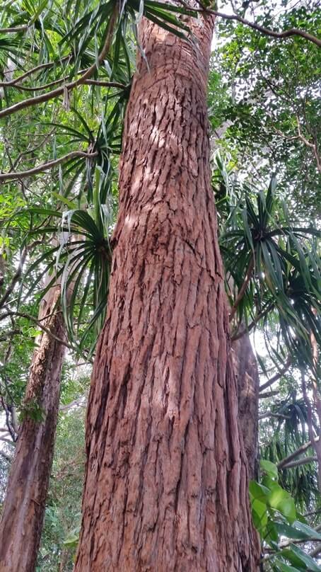 waikamoi nature trail. waikamoi ridge trail. road to hana trees. maui trees. hawaii trees