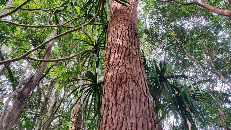 waikamoi nature trail. waikamoi ridge trail. road to hana trees. maui trees. hawaii trees