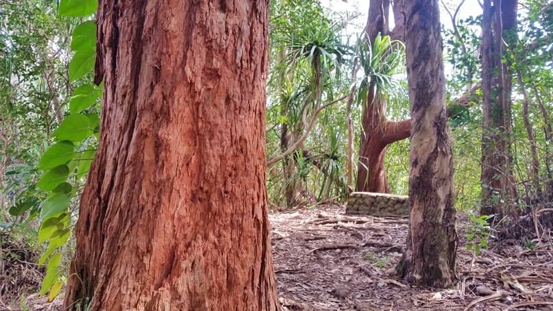 waikamoi nature trail. waikamoi ridge trail. road to hana trees. maui trees. hawaii trees