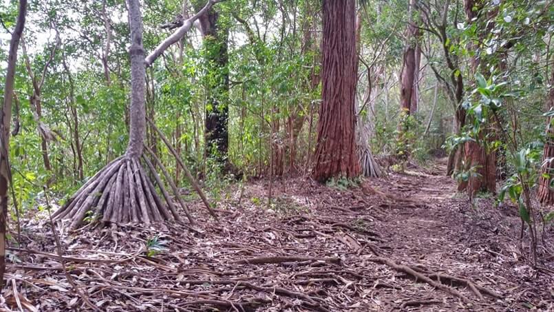 waikamoi nature trail. waikamoi ridge trail. road to hana trees. maui trees. hawaii trees